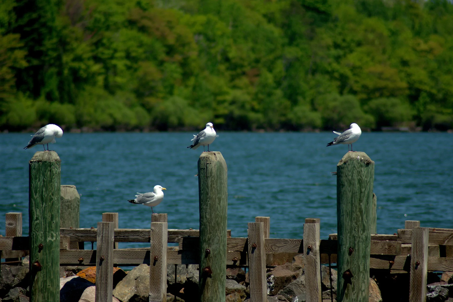 gulls in bayfield harbor